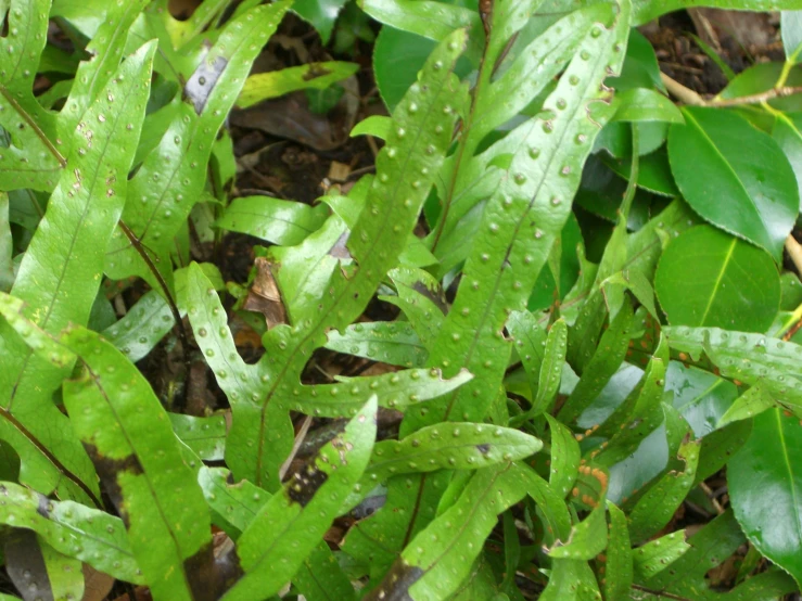 a close up picture of some plants with dews