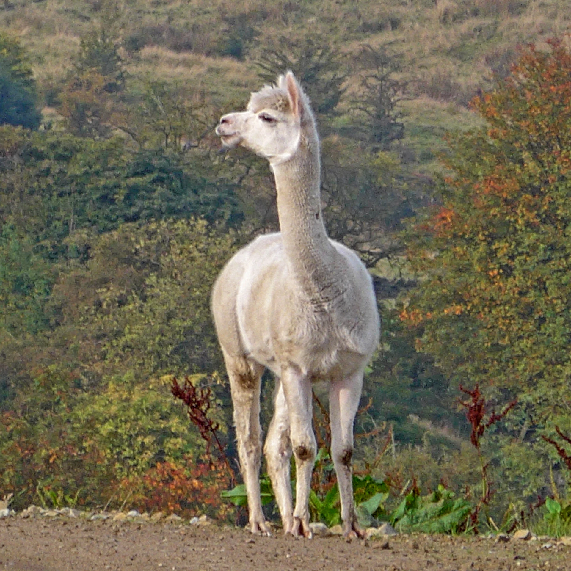 an alpaca standing on top of a dirt road