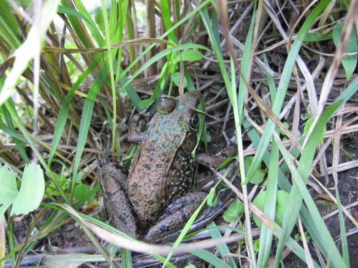 a brown frog sitting on a lush green field