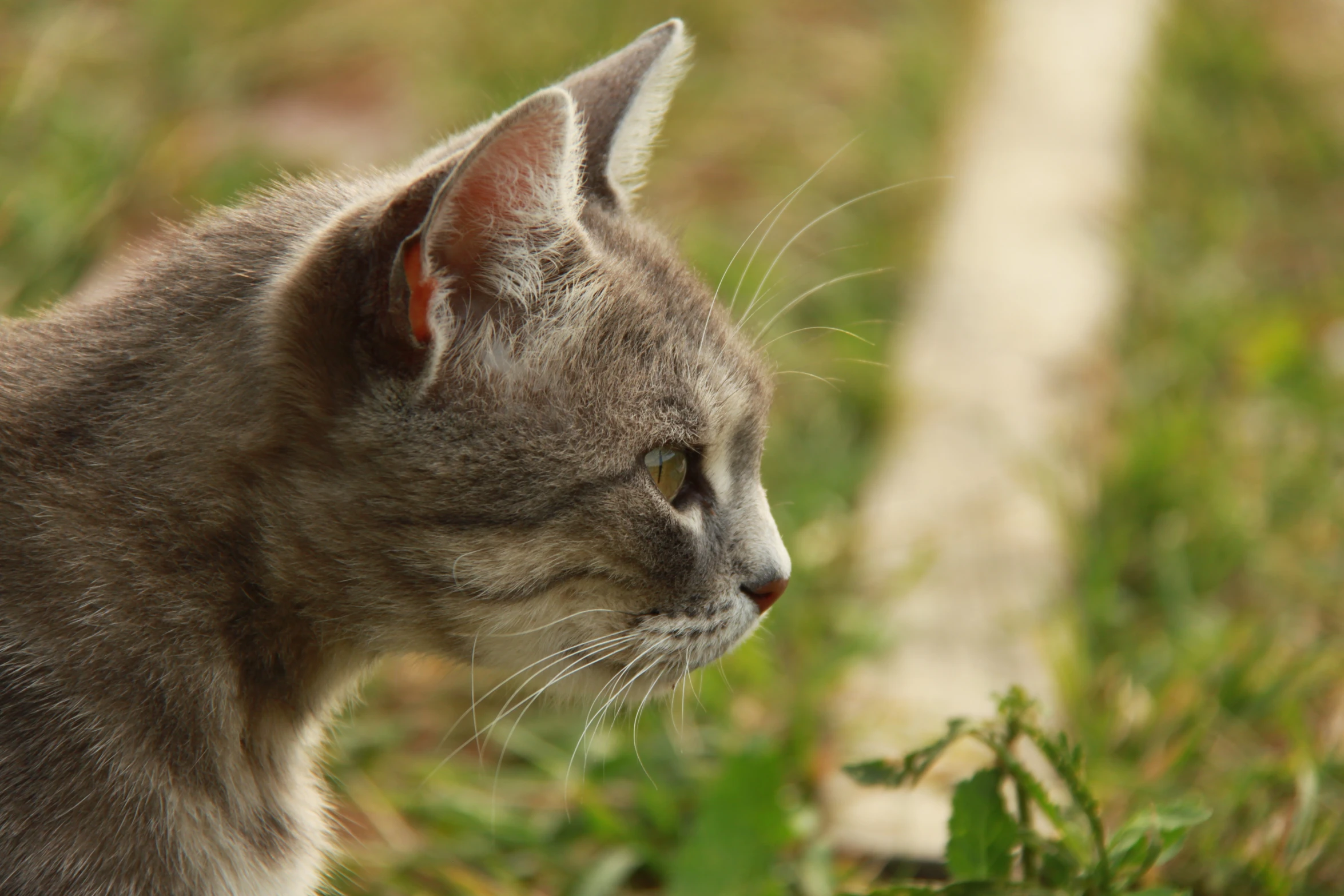 a cat looking off in the distance with it's eyes open