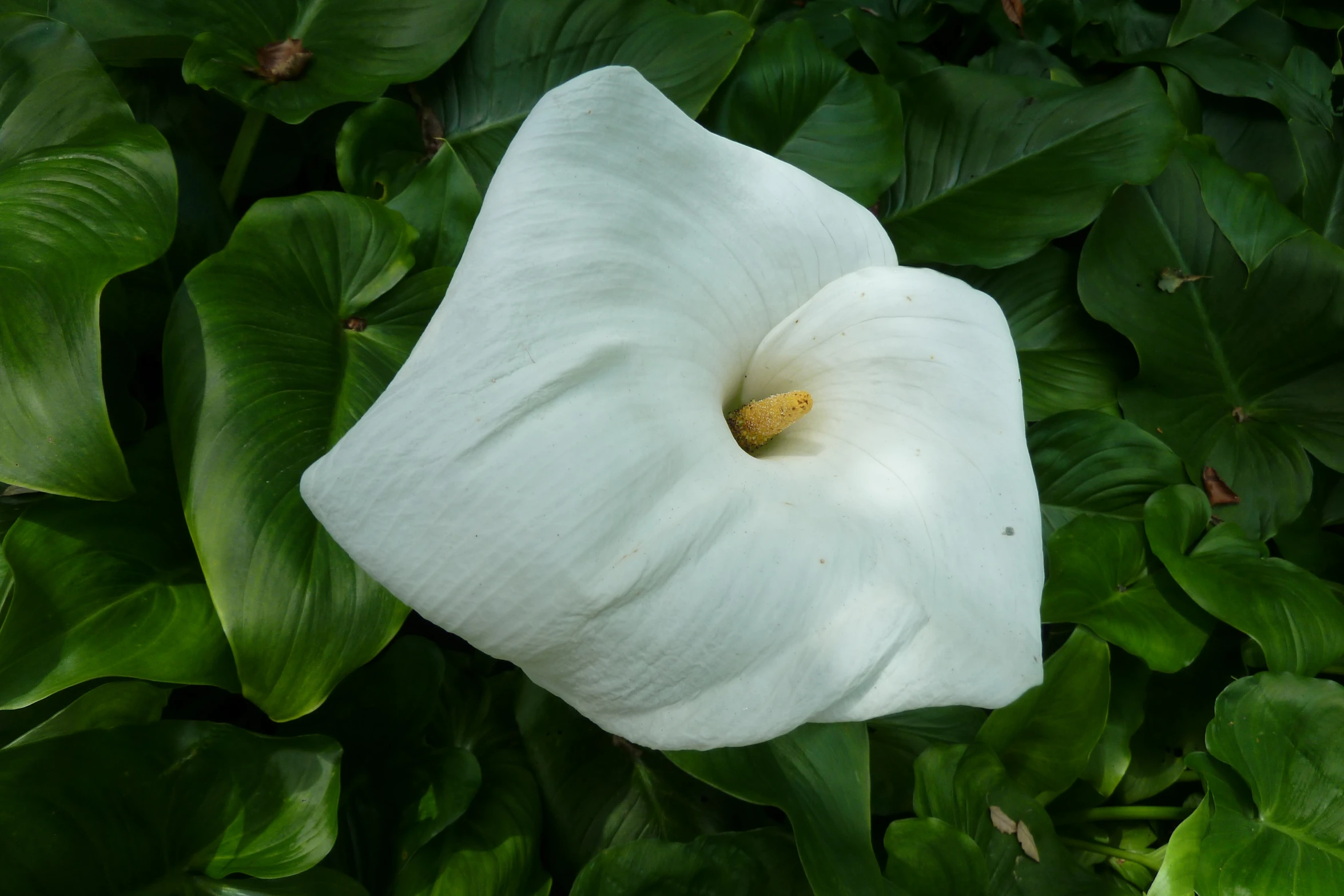 a large white flower sitting on top of green leaves