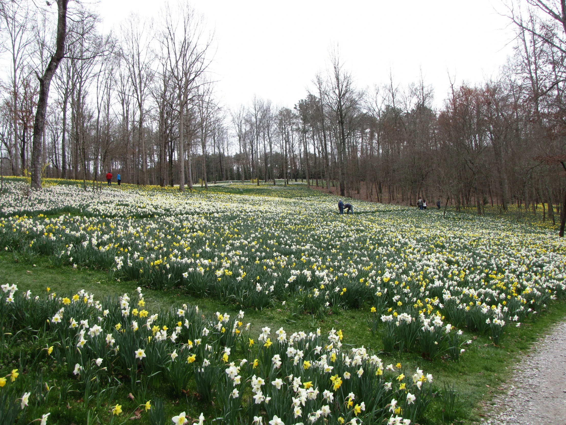 a dirt path winds through the woods with lots of daffodils