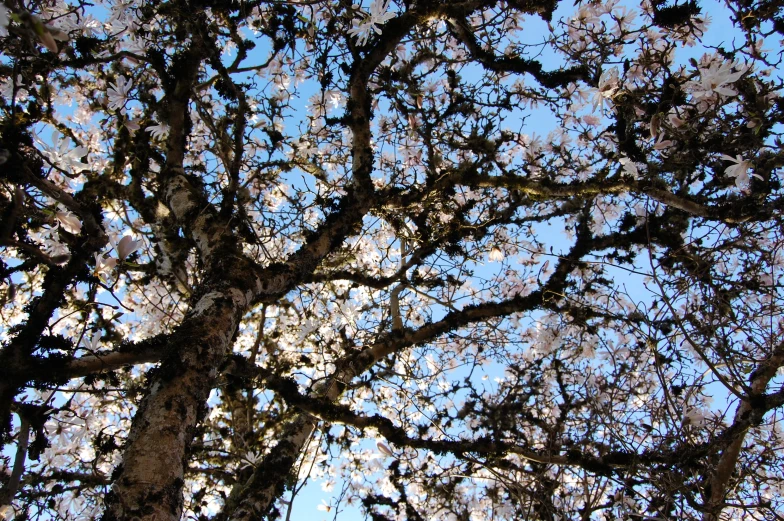 large tree without leaves and very light blue sky