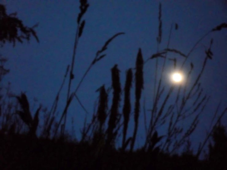 the full moon shines over tall grass at night