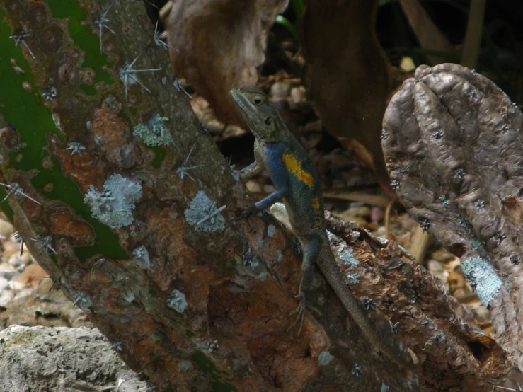 small blue and green lizard sitting in an outside area