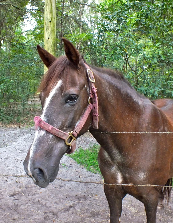 a brown horse with a bridle standing behind a fence