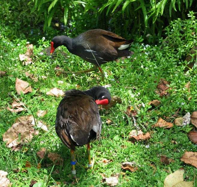 two birds with red heads stand on the grass