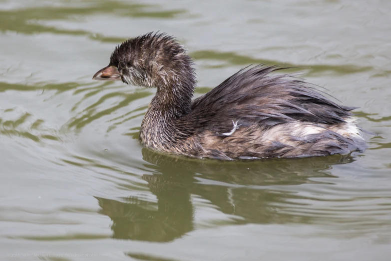 a duck is swimming with feathers blowing in the wind