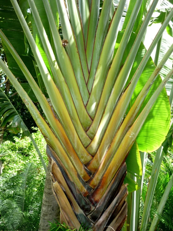 an outdoor tropical setting with palm trees and ferns