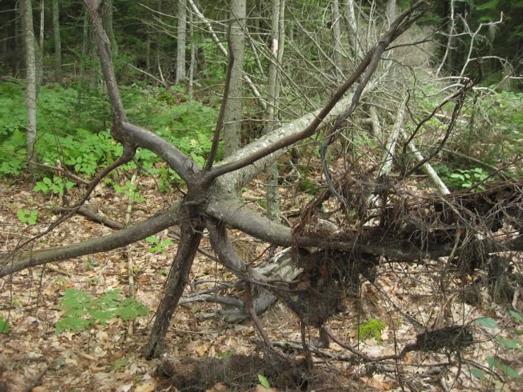 an old tree trunk has fallen down in the woods