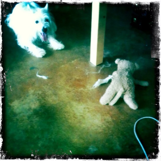 a dog is looking at an odd stuffed toy