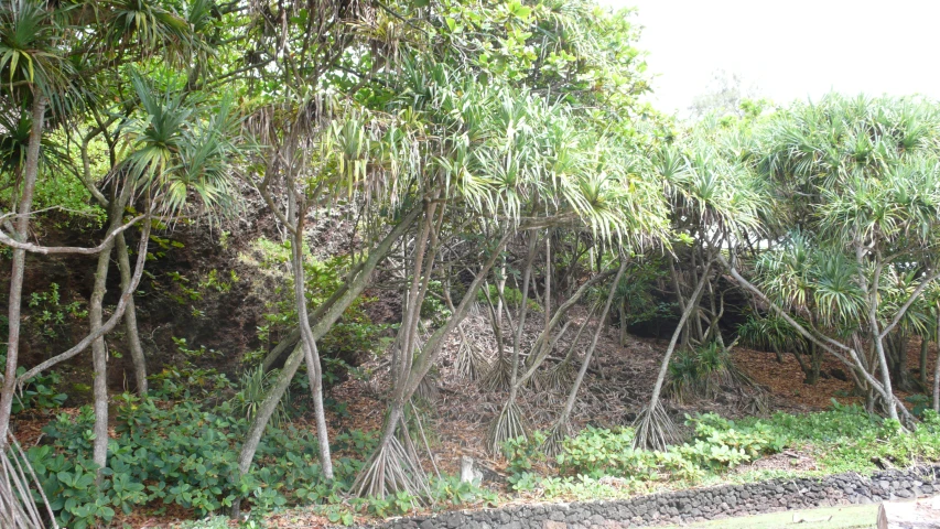 many trees growing out of the ground near a fence