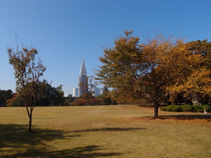 park with large grass field and trees on sunny day