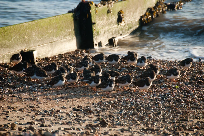 many birds are on the sandy beach near the water