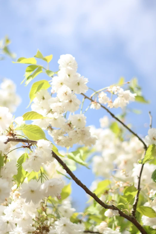 white flowers are growing in the nches of trees