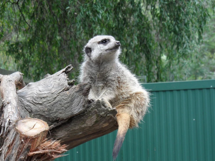 the small animal is climbing the tree nch