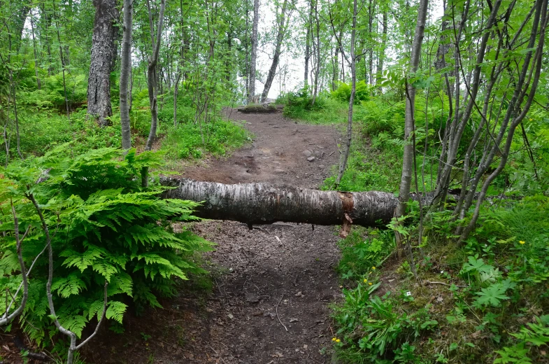 the path through the woods has fallen down a large log