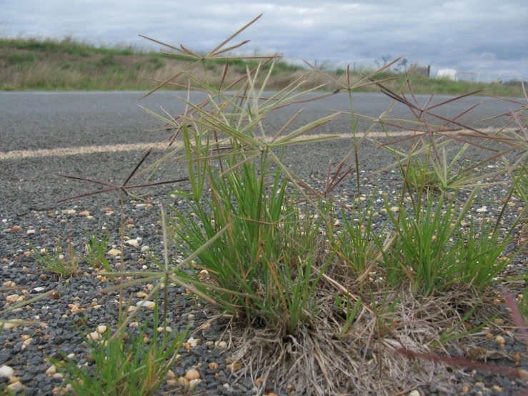 a bush that is growing out of the ground