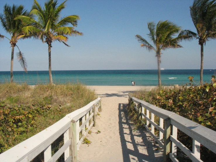 a wooden walkway leads to the beach with palm trees