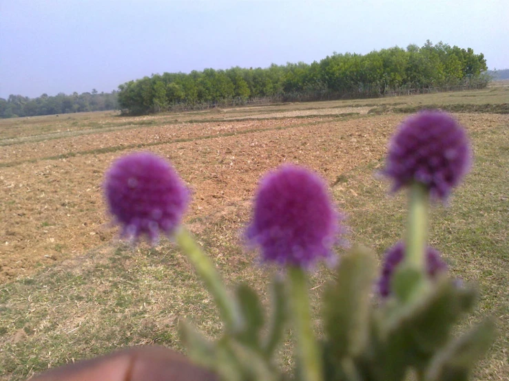purple flowers on the stem of a plant in a field