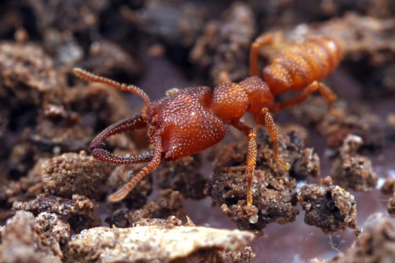 an orange ant bug crawling on the ground