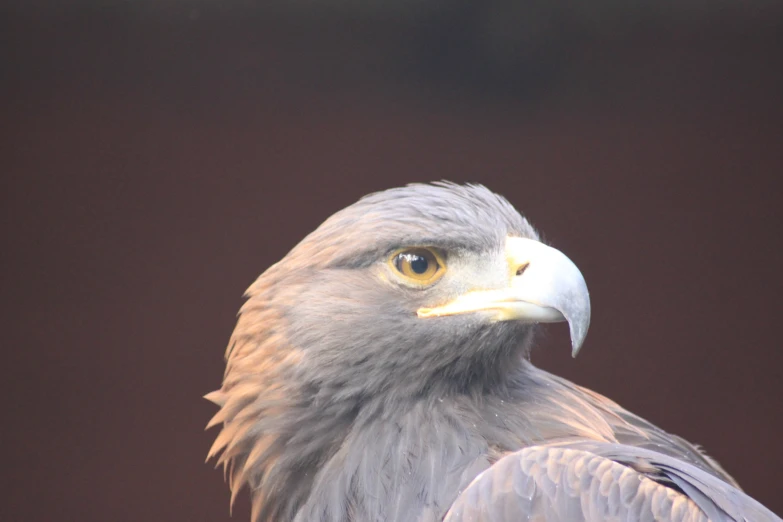 an eagle with orange eyes and the feathers looking towards the camera