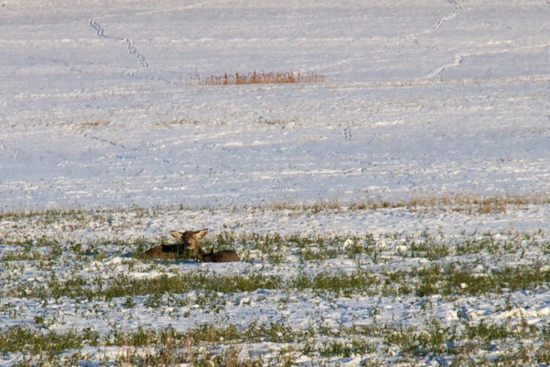 two cows sit in the snow near one another