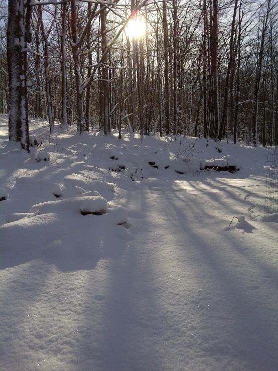 the sun is shining brightly through the trees in the winter forest