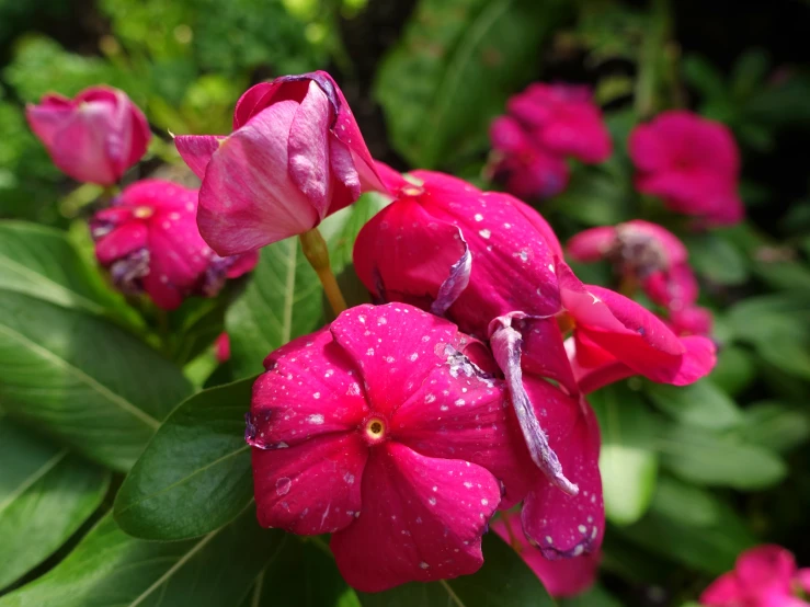 purple flowers with green leaves on it