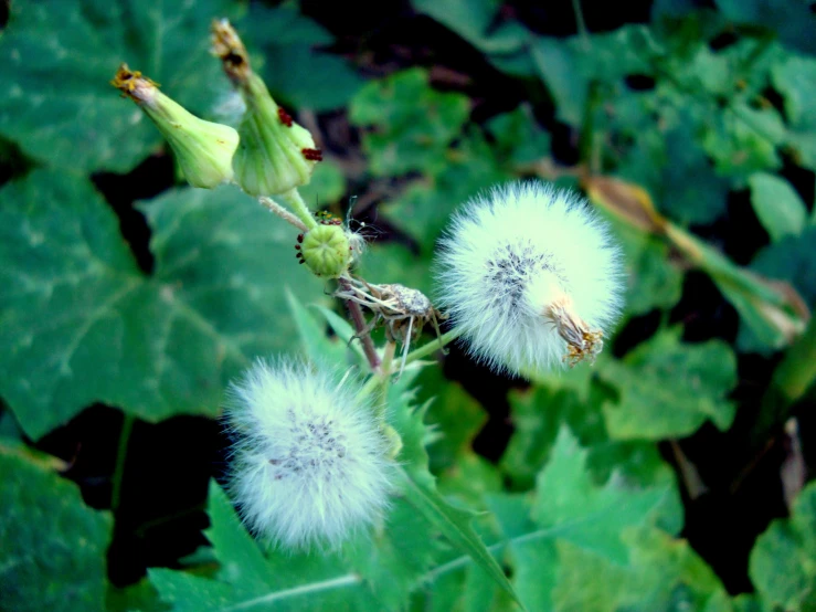 small white fluffy, green plants sitting in the forest