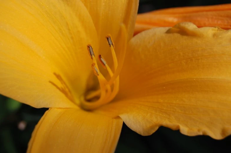 this is a yellow flower in the garden