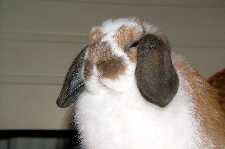 a rabbit sitting in the middle of a room