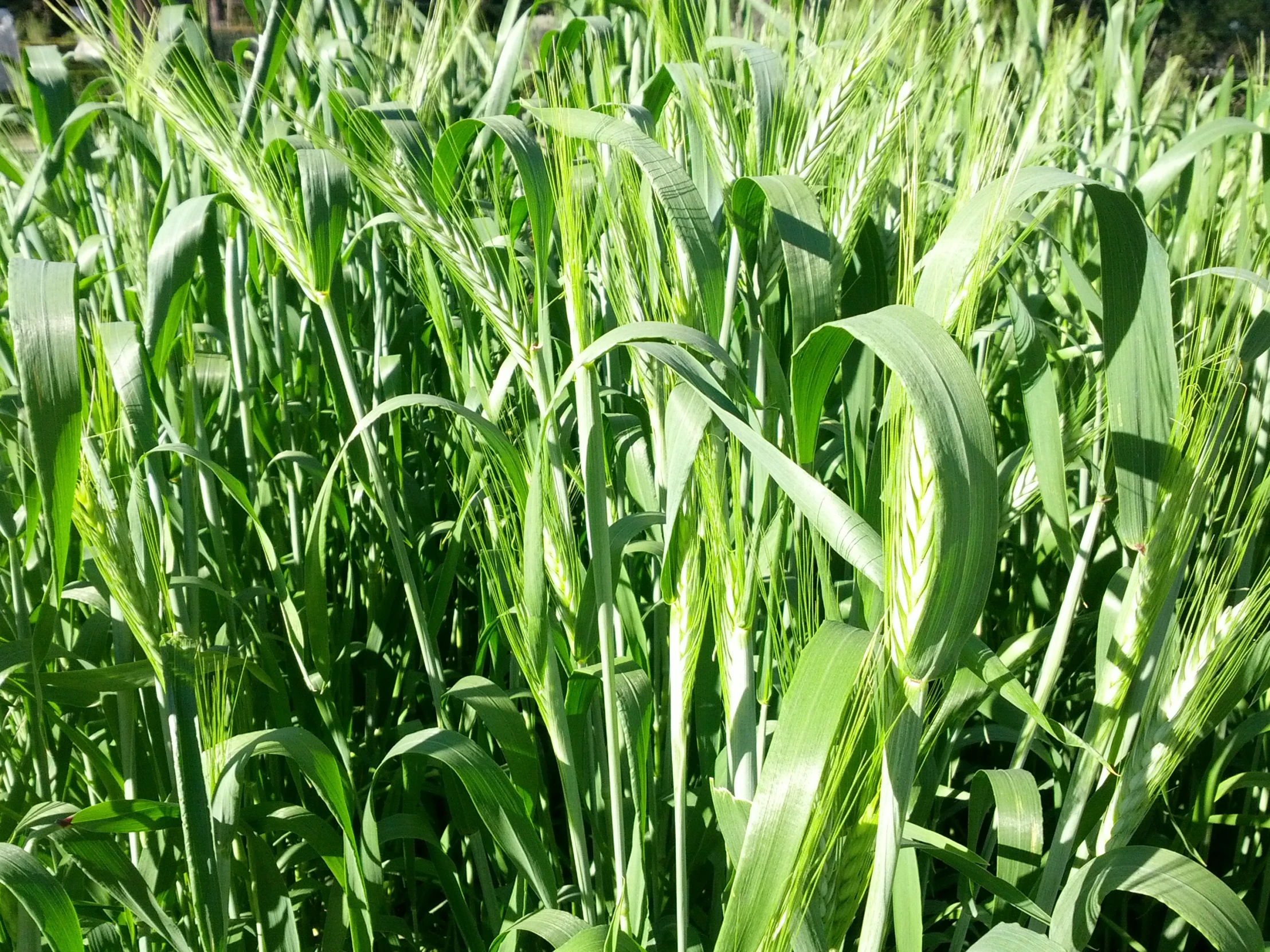 grass in the sun in a green field