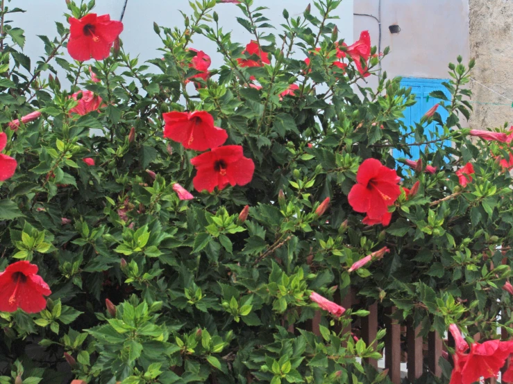 the red flowers are growing very nicely near the green bushes