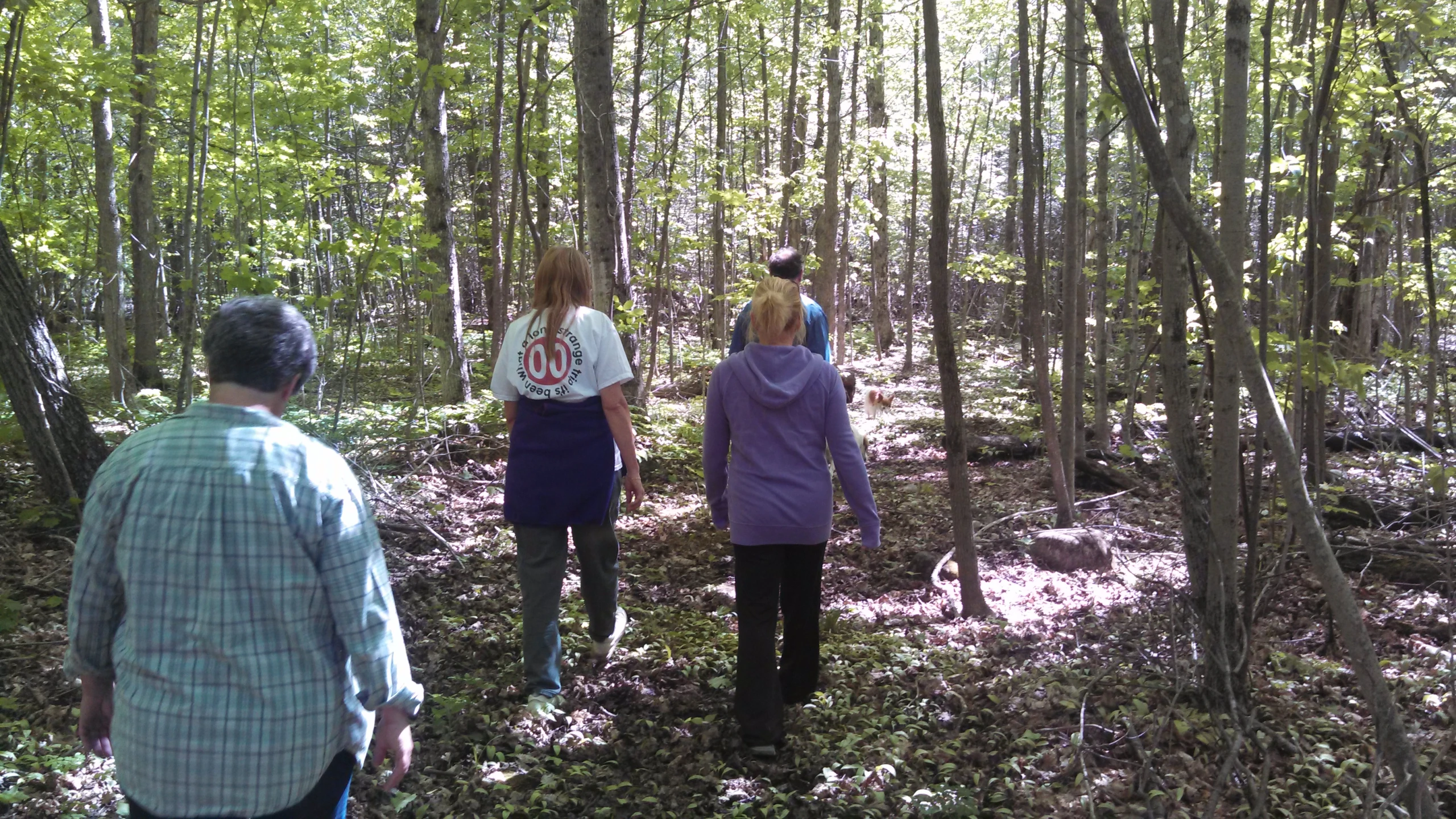 four people walking through the woods on a sunny day