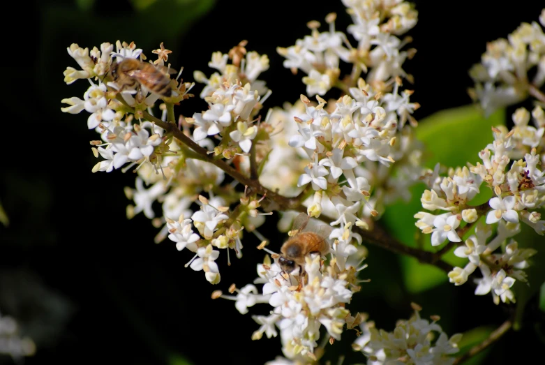 a closeup of white and yellow flowers