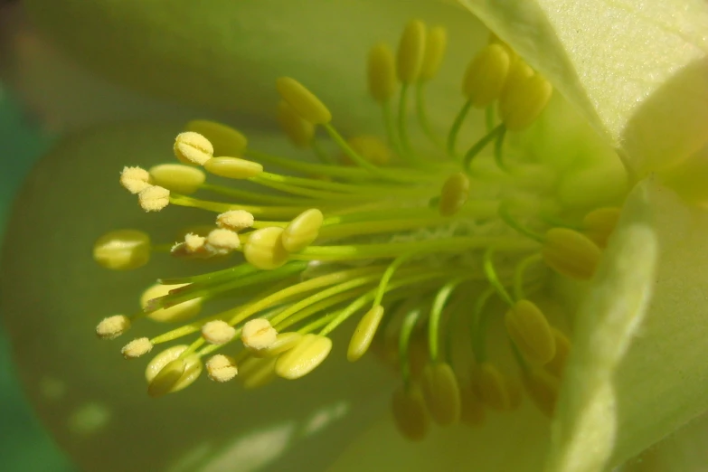 close up s of some pollen in the stamen