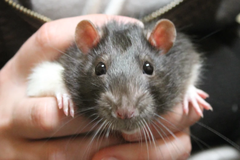 the grey rat is sitting on its owner's hand