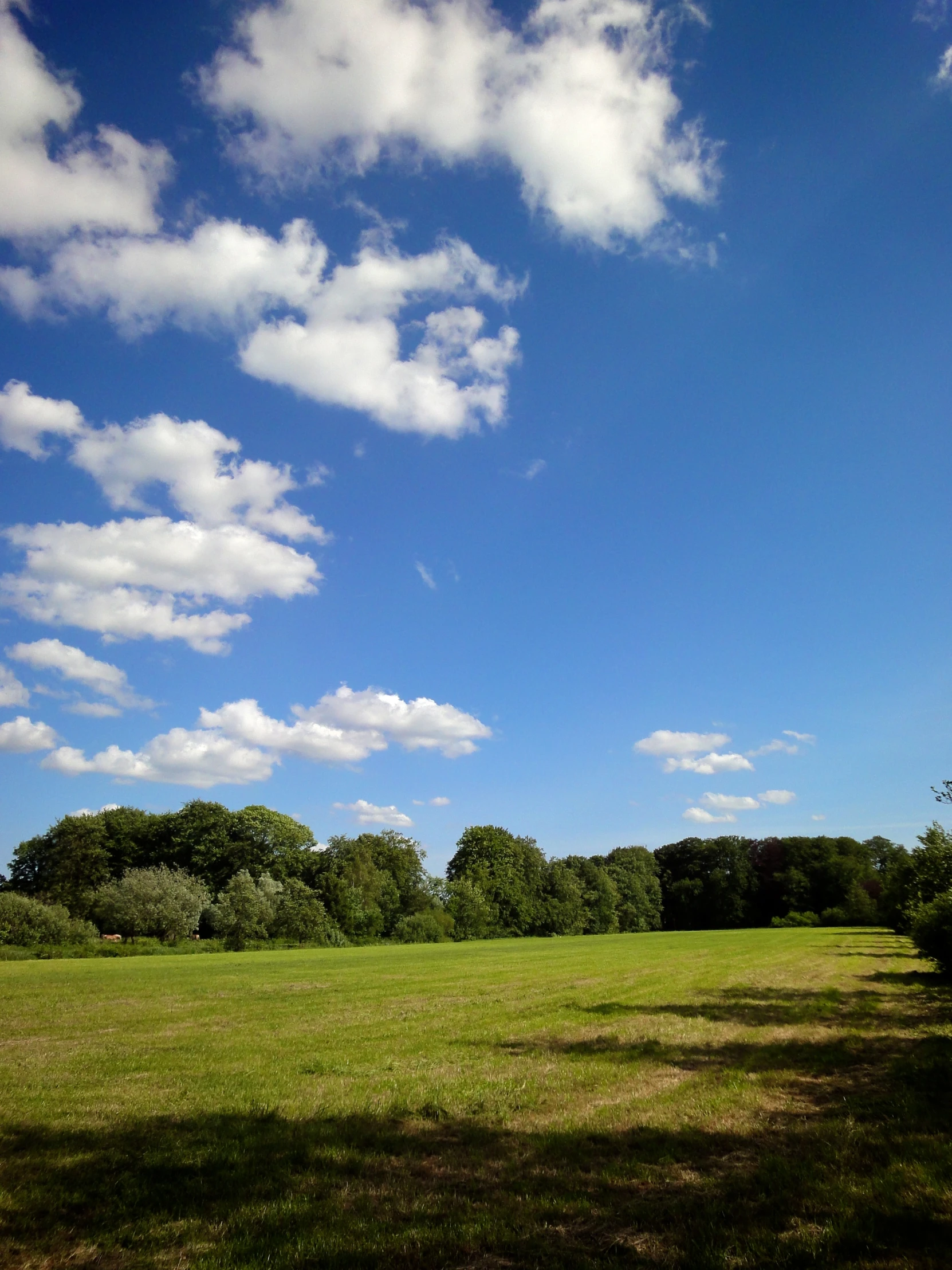 a large grassy field that has many trees in it