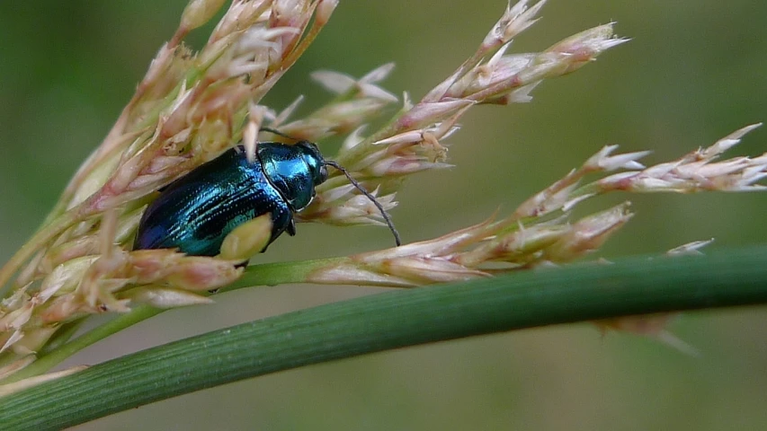the blue bug is perched on the grass blade