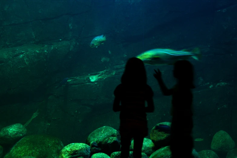 two children looking at fish in a tank with water