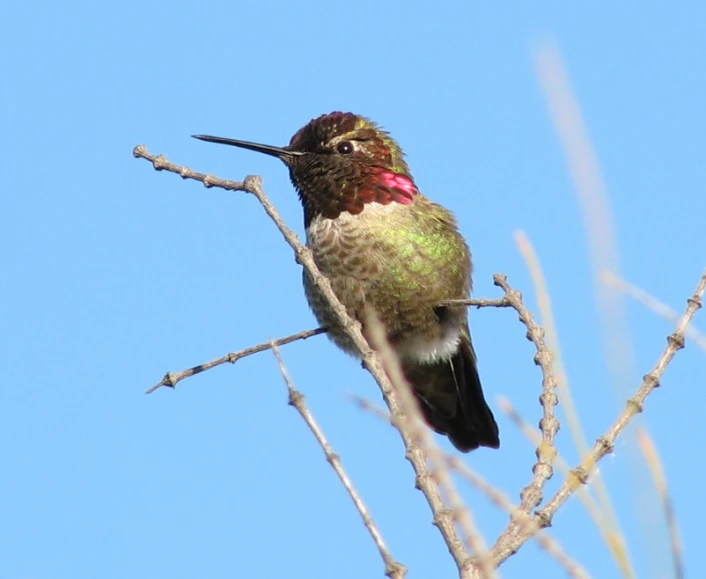 the small bird has pink feathers on its face