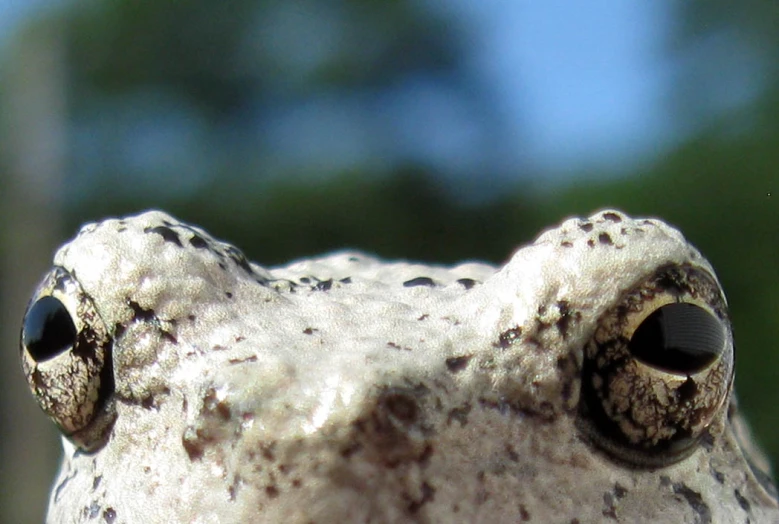 the face of a white frog with large black eyes