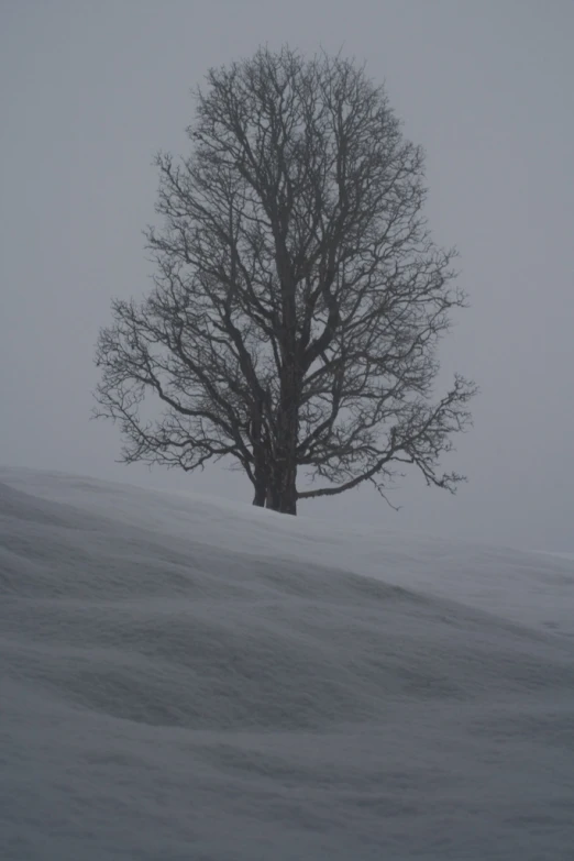 a large tree in the middle of snow covered field