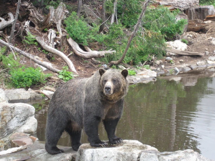a large bear is standing on some rocks by the water
