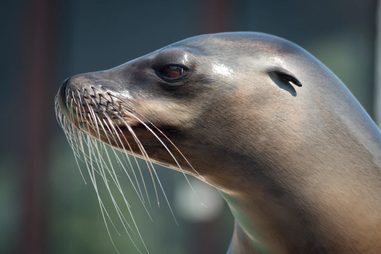 a close up of a sea lion head with brown eyes