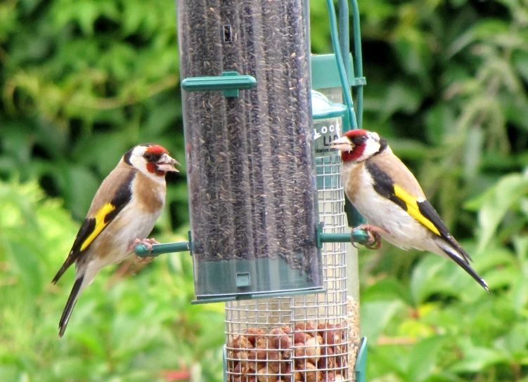 two small birds are sitting on a bird feeder