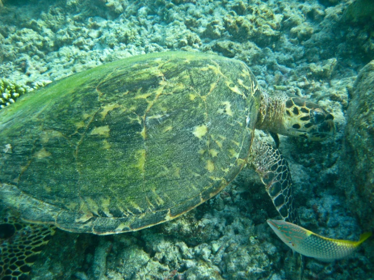 a turtle on the bottom of a coral reef