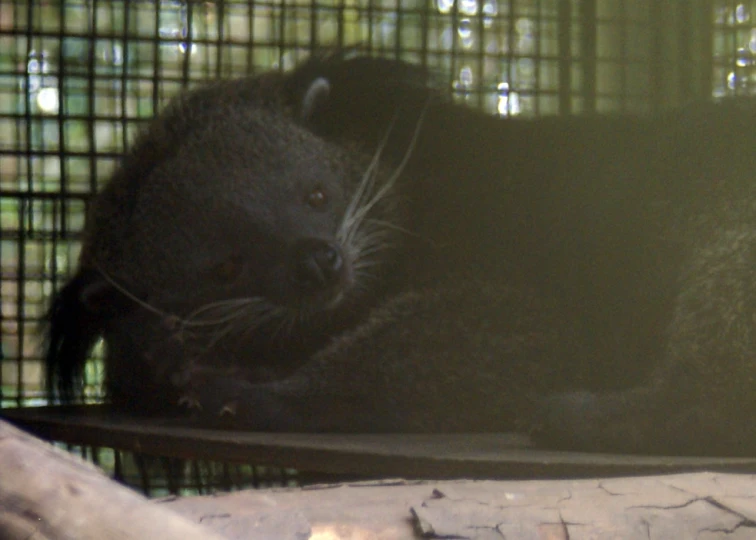 a large black bear laying in a zoo enclosure