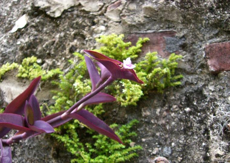 an image of a plant in bloom in the rocks